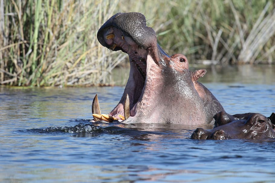 hipopótamo, corpo, água, animais selvagens, áfrica, namíbia, rio, natação, animal, temas de animais