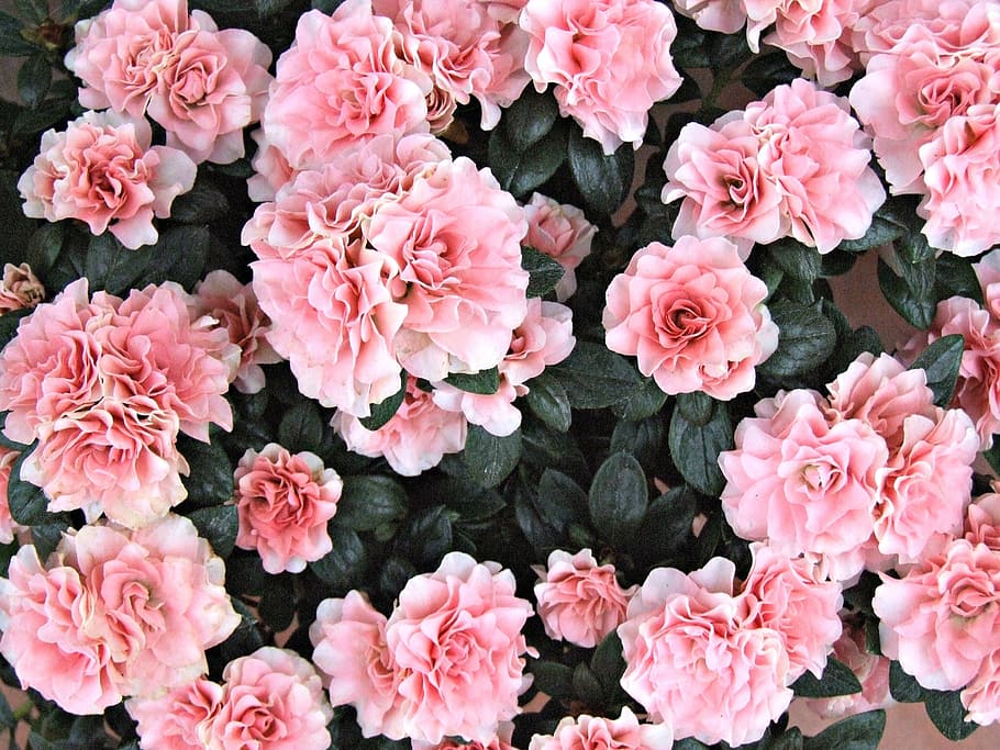 クローズアップ, 写真, ピンク, カーネーションの花, 花, ツツジ, ピンクの花, バラ, 庭, ローザ