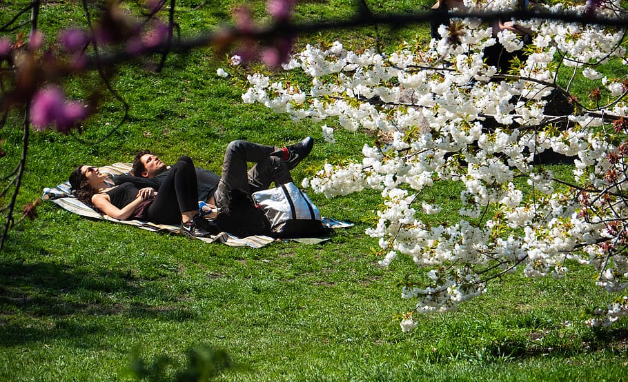 new york city, central park, relaxation, spring, sunbathing, flower, nature, grass, park, outdoors