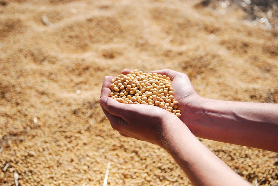 person, holding, soy beans, soybean, hand, agro, harvest, seeds, leguminous, human Hand
