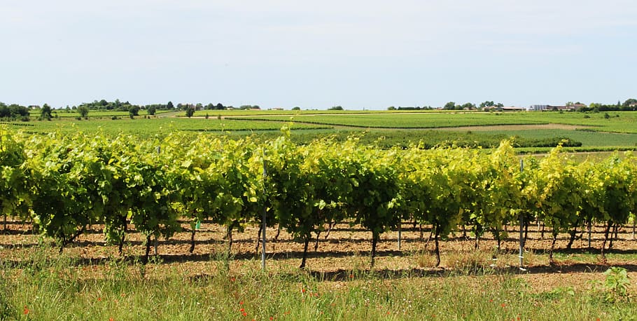 vine, vineyard, cep, grape, vines, cultivate, field, charente, france, agriculture