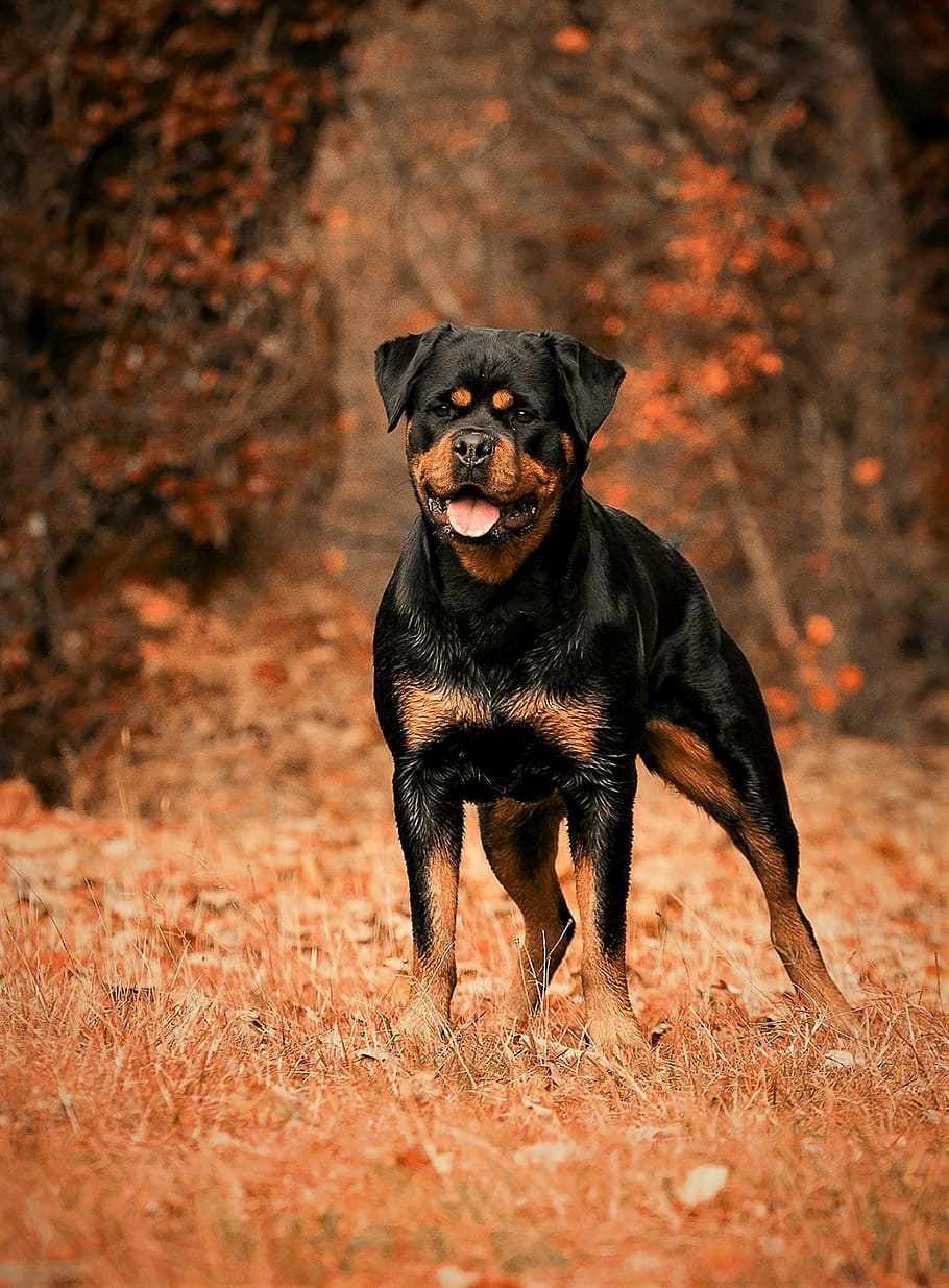 adult mahogany rottweiler, dog, animal, animals, domestic animal, doggie, race, pets, one animal, domestic animals