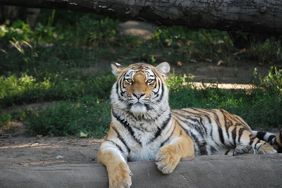 tiger, dangerous, predator, animal world, carnivores, wildcat, feline, cat, animal themes, animal