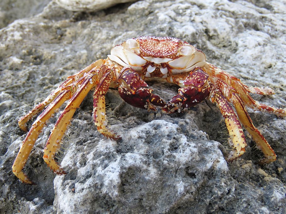 crab, crabs, ocean, sea, animals, water, nature, animals in the wild, one animal, animal themes