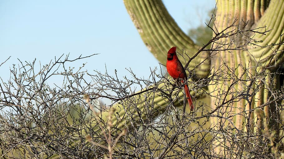 rojo, pájaro posado, marrón, rama de árbol, cardenal, cactus saguaro, desierto de Sonora, Tucson, suroeste, desierto