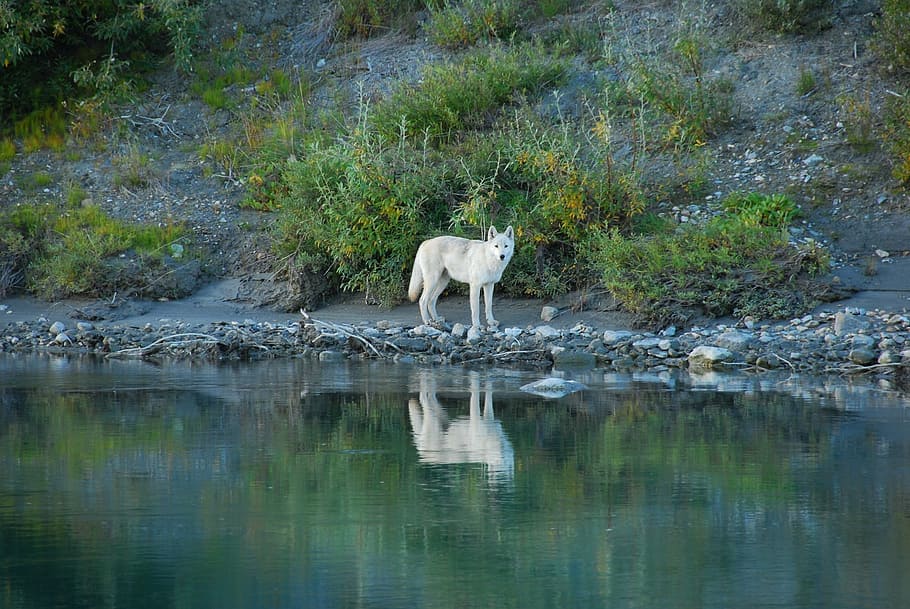 white, wolf, body, water, lone, predator, reflection, wildlife, nature, wild