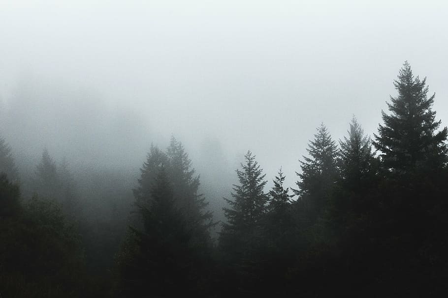 trees, fog, pine, forest, woods, nature, foggy, tree, landscape, day