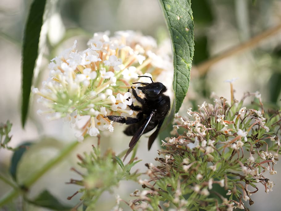 bee, xylocopa violacea, honey, houtbij, zwartblauwe, flower, nectar, wet, nature, pollen