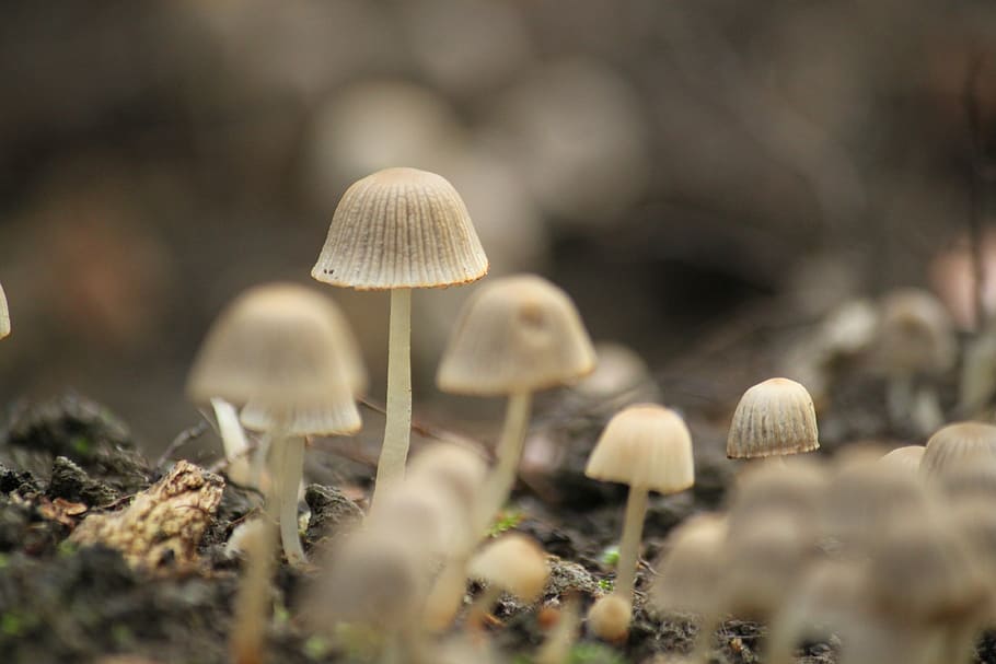 mushroom, autumn, forest, nature, small mushroom, moist, plant, fouling, forest floor, mini