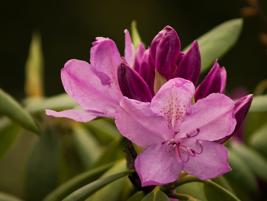 シャクナゲ ヘザーグリーン 花 春 芽 ピンク 紫 開花植物 植物 自然の美しさ Pxfuel
