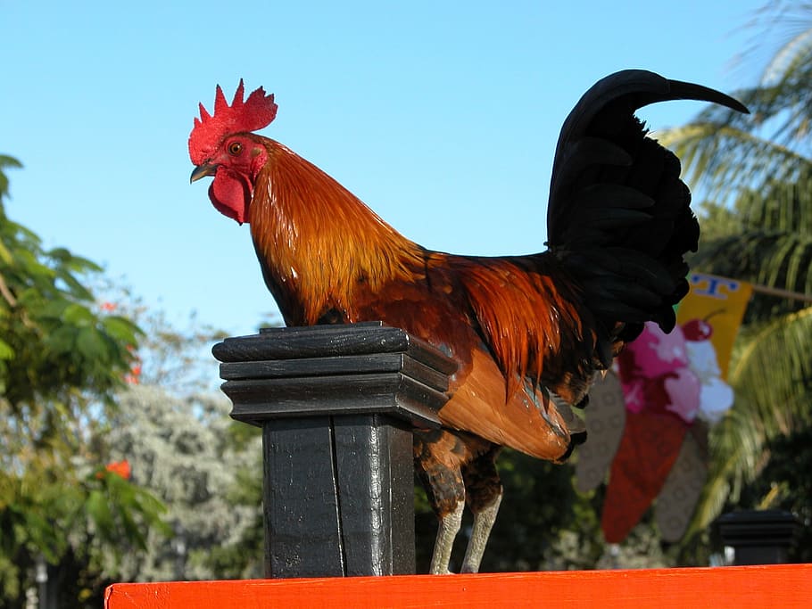 brown, black, red, surface, daytime, Rooster, Bird, Standing, Fowl, farm animal