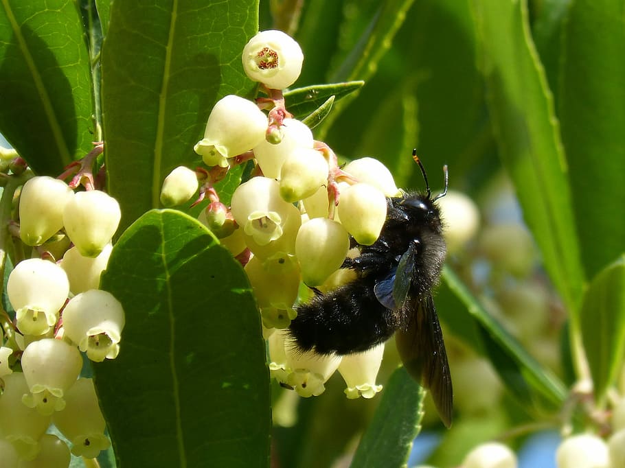 Bumblebee, Wood, Xylocopa Violacea, bumblebee wood, libar, strawberry tree, arbutus flower, close-up, food and drink, leaf