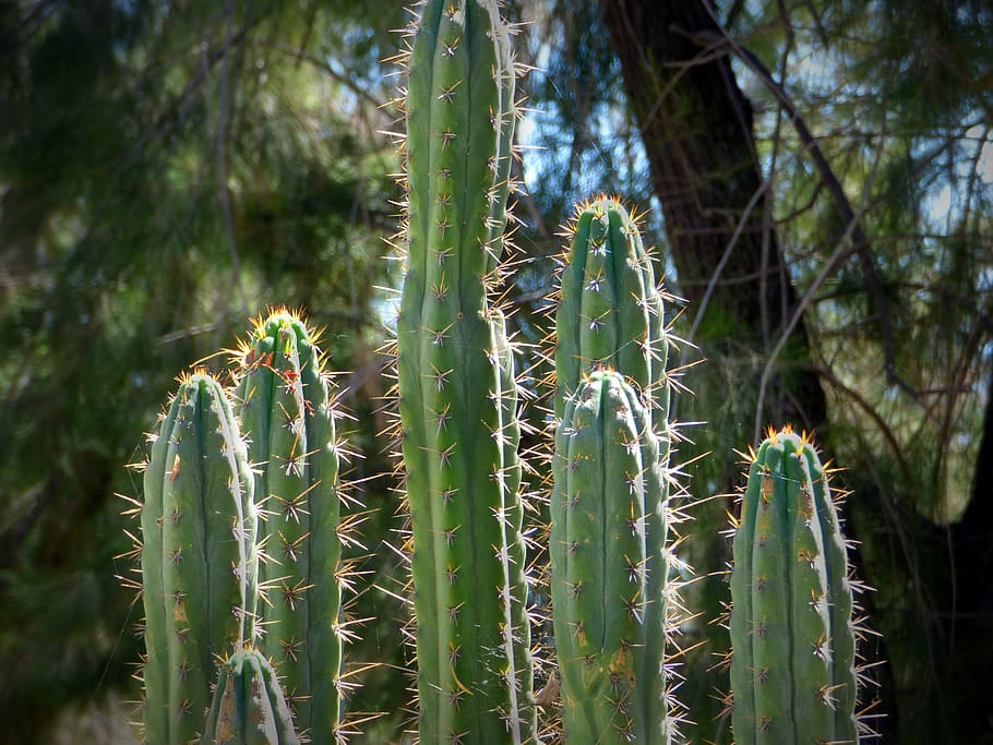 cactus, espinas, planta, verde, naturaleza, vegetal, peligro, peligroso, crecimiento, planta suculenta