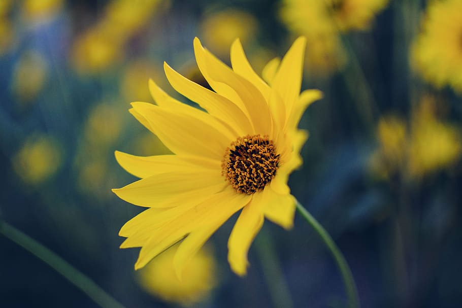 superficial, foto de enfoque, amarillo, flor de caléndula, flor, pétalo, floración, jardín, planta, naturaleza