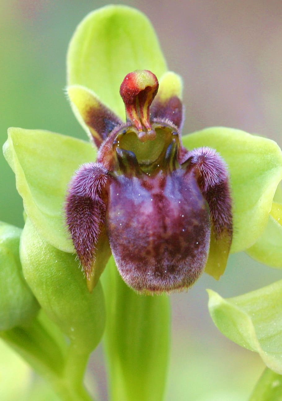 ophrys, bombiliflora, flower, nature, plant, close-up, growth, freshness, plant part, leaf