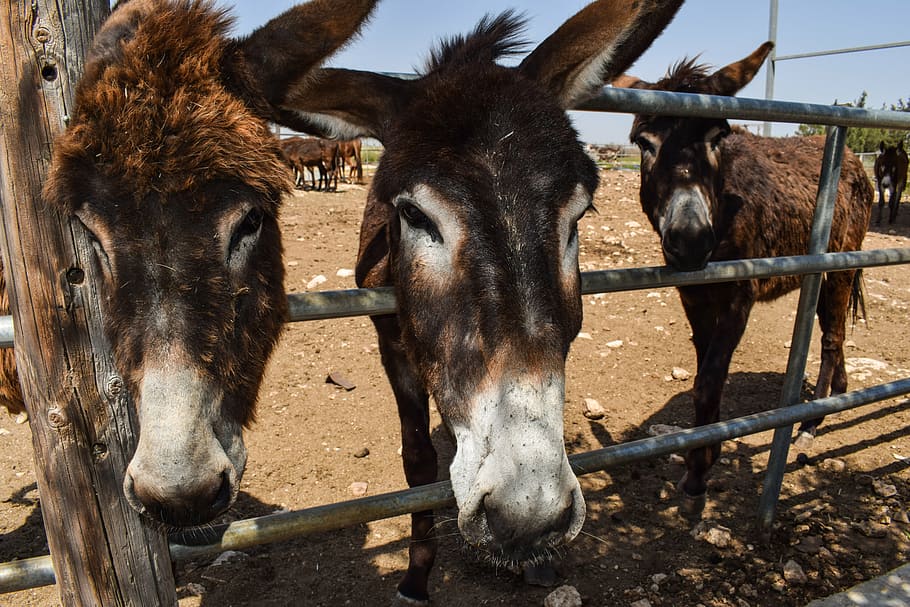 donkeys, curious, funny, donkey farm, animal, dasaki achna, cyprus, brown, nose, countryside