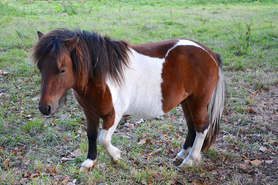 shetland pony, small horse, color walk, nice, pony, promenade, horseback riding, nature, mane, pre