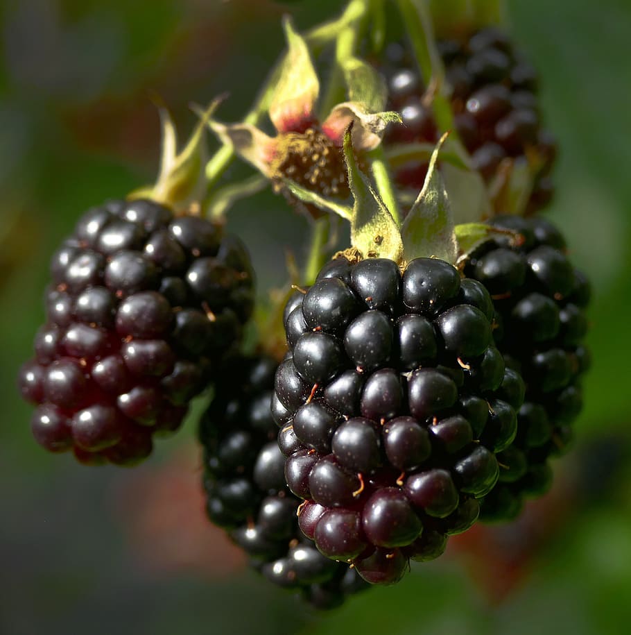 blackberry, berry, buah, semak, rubus sectio rubus, rosaceae, brāmberi, sehat, kebun, eigenbau