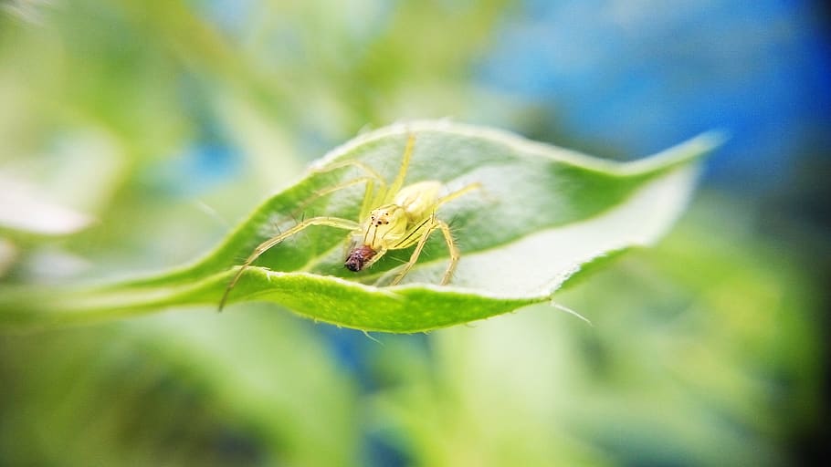 green, leaf, blur, nature, insect, animal, outdoor, animal themes, animal wildlife, animals in the wild