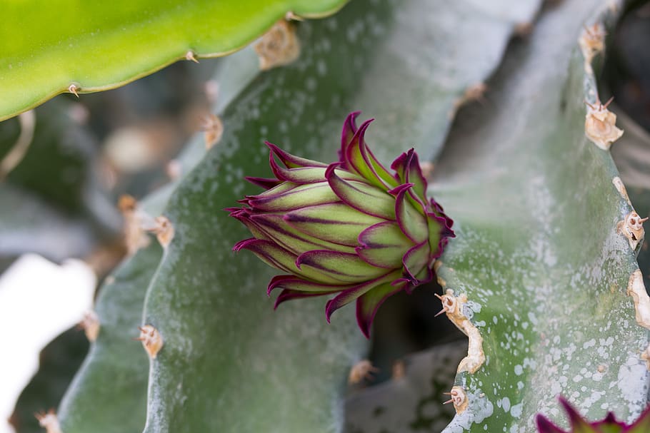 button floral, pitaya, pitahaya, dragon fruit, cactus, thorns, plant, growth, close-up, flower