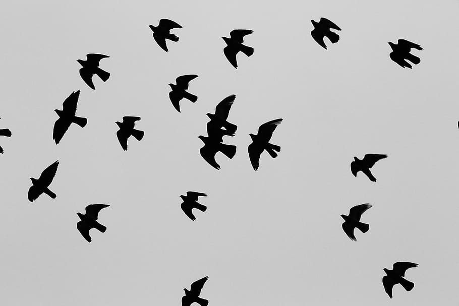 low, angle photo, flock, birds, flying, daytime, silhouette, white, clouds, animals
