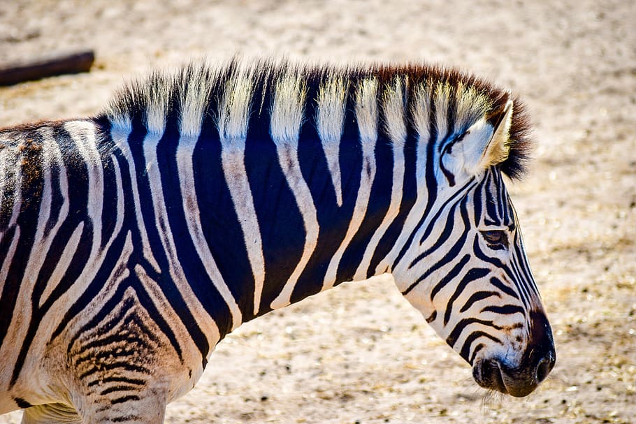 zebra, wildlife, nature, wild, safari, animal themes, animal, animal wildlife, one animal, animals in the wild