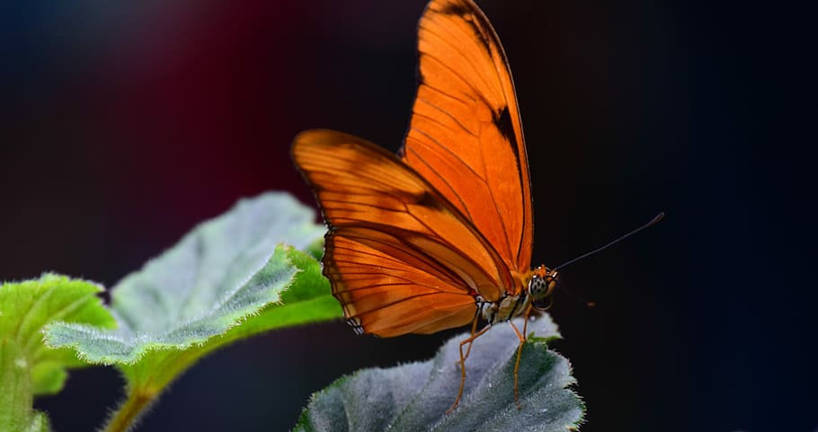 julia mariposa, antorcha, naranja, tropical, colorido, brillante, hermosa, tierna, sensible, exótica