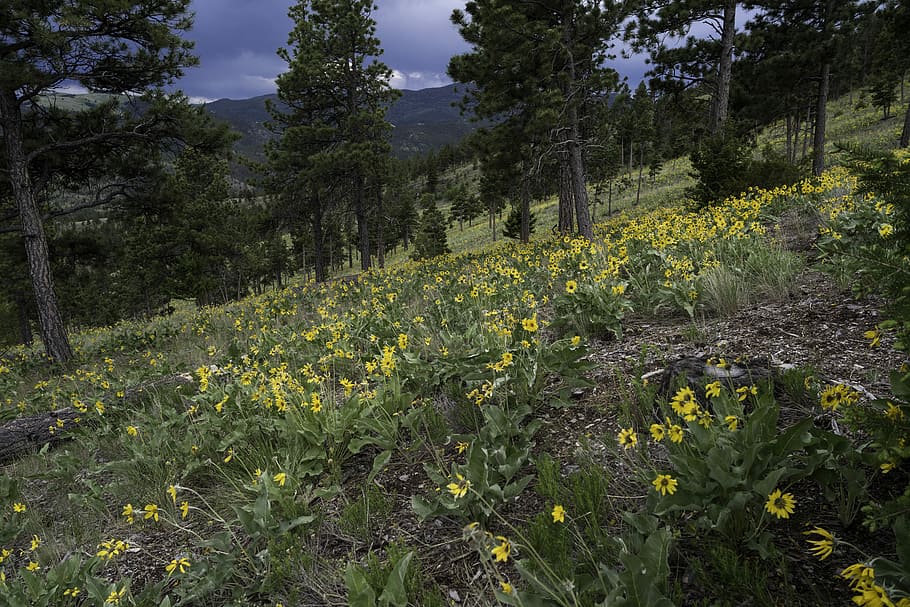 flowers, mount, helena, montana, Mountainside, Mount Helena, Helena, Montana, grass, landscape, mountain