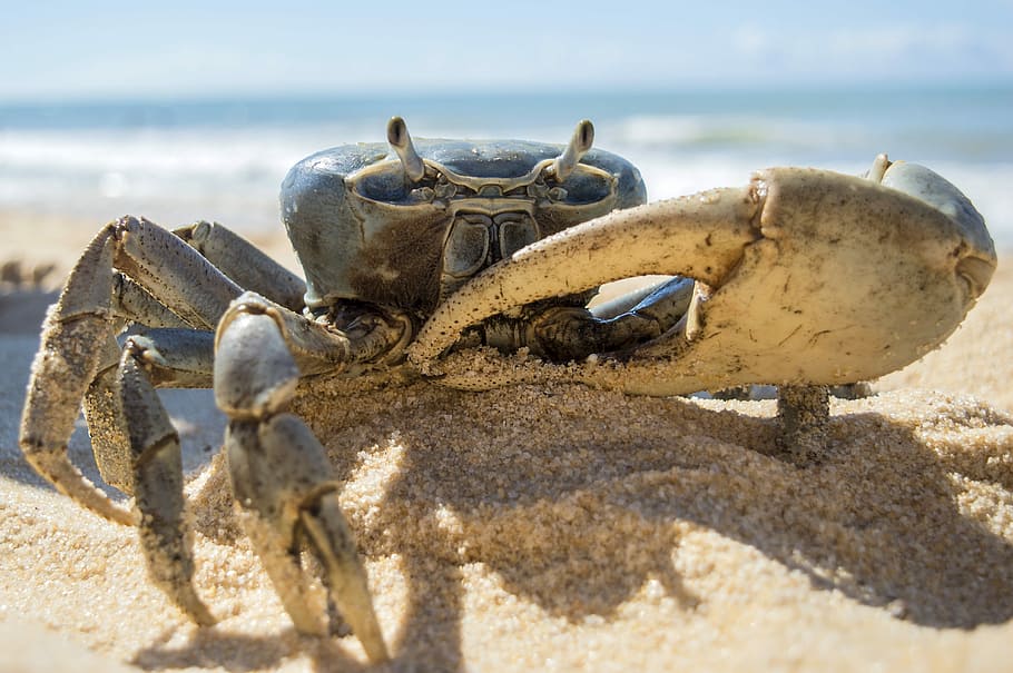 blue, crab, sandy, beach, Blue Crab, animal, claw, crustacean, photos, public domain