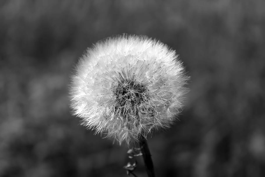 grayscale photography, dandelion flower, dandelion, fluffy, close, plant, nature, blossom, bloom, meadow