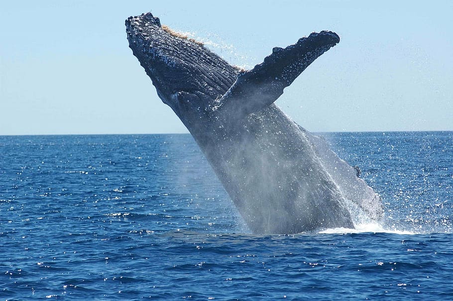 ballena jorobada negra, ballena jorobada, infracción, saltos, océano, mamíferos, animales, mar, nadar, marinos