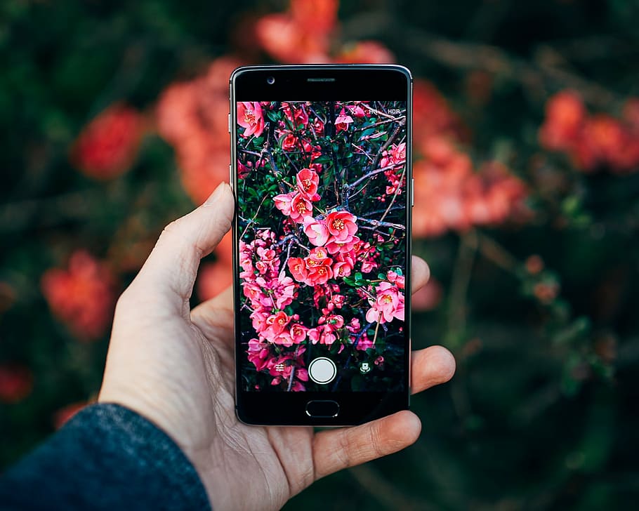 persona, tenencia, teléfono inteligente, tomando, foto, rosado, flores petaleadas, móvil, teléfono, cámara