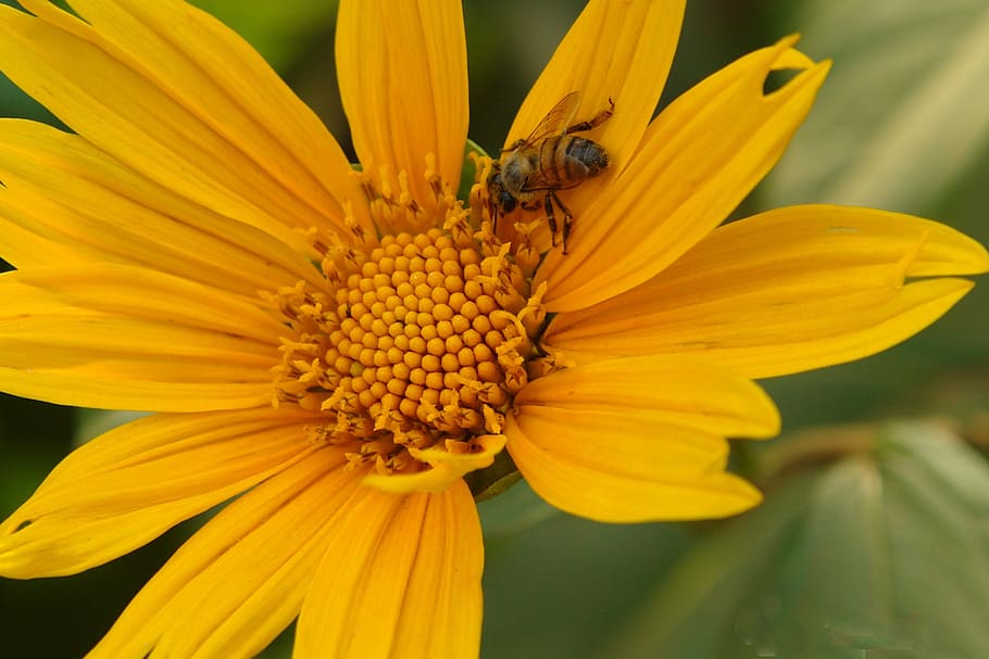 abeja, néctar, girasol, flor, naturaleza, planta, coreopsis, auriculata, picadura, amarillo
