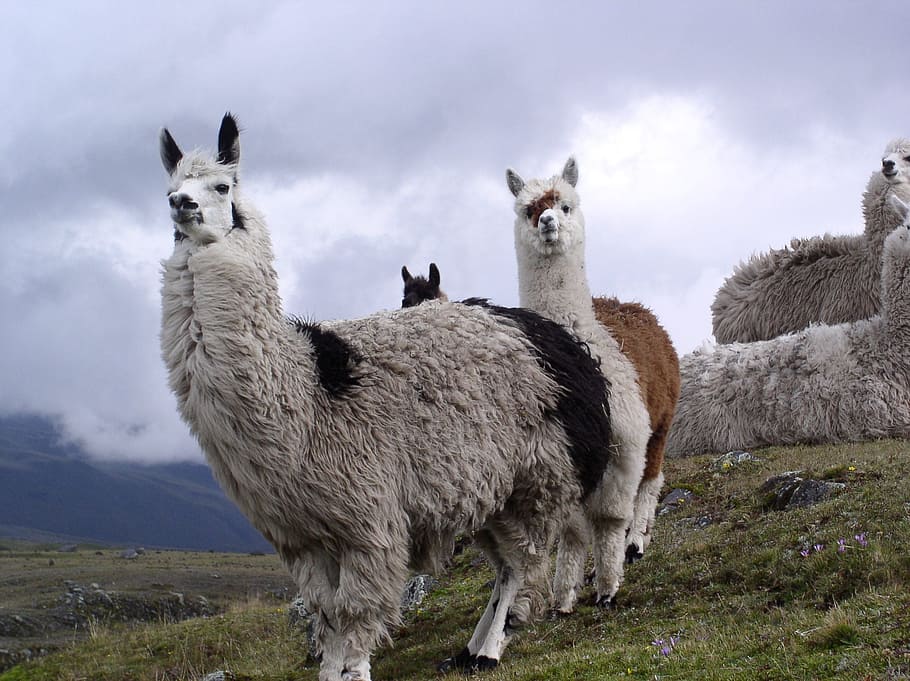 three, llamas, mountain, Lama, Ecuador, Cotopaxi, natural national park, altitude, andes, animal themes