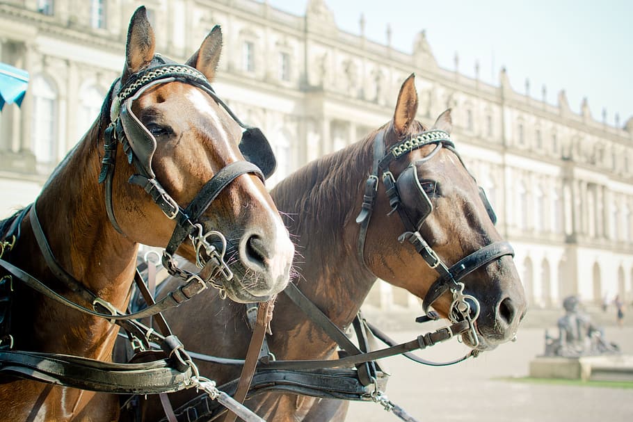 two brown horses, horse drawn carriage, horse head, halter, blinkers, horse, coach, pferdeportrait, horse heads, brown