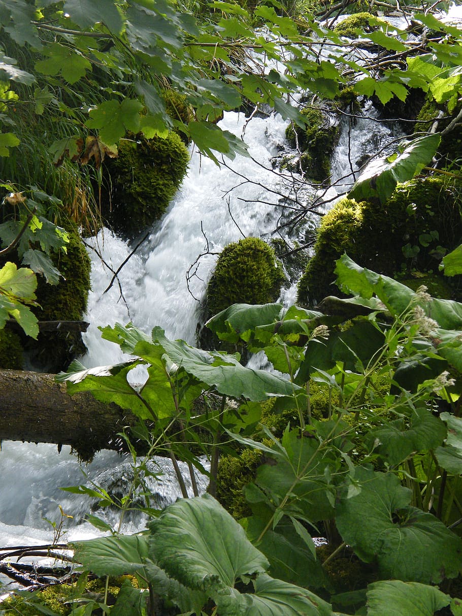 waterfall, croatia, plittvice, lakes, azure, magic, plant, growth, beauty in nature, tree