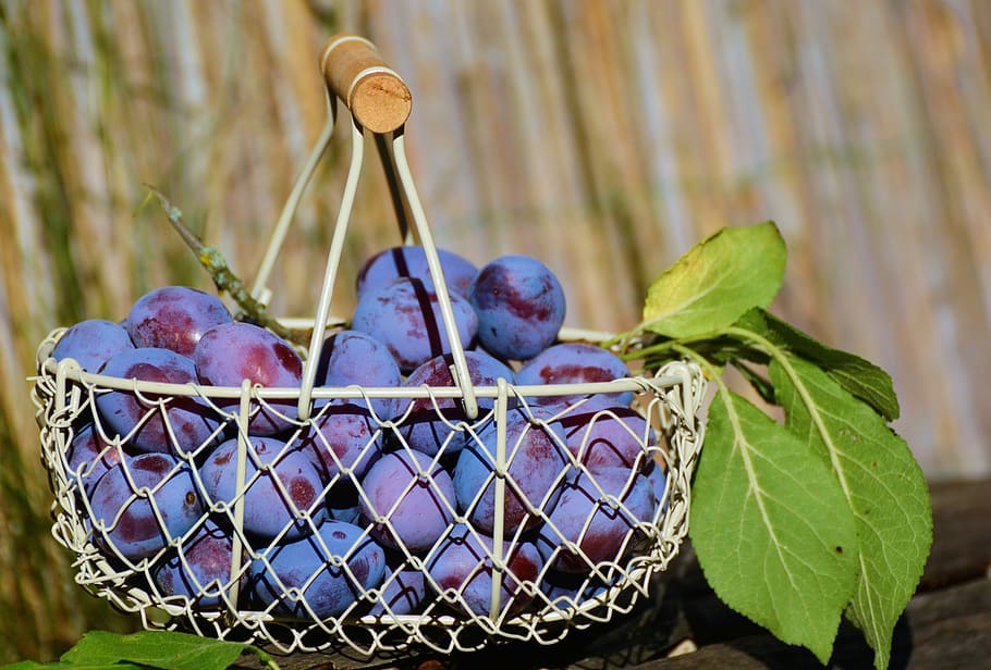 bunch, grapes, white, basket, plums, fruit basket, fruit, violet, fruits, ripe