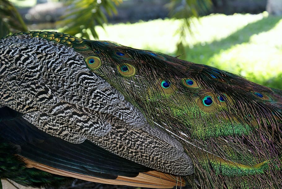 close-up photography, peacock, miami, biscayne, key biscayne peacocks, animal, animal themes, one animal, animals in the wild, animal wildlife