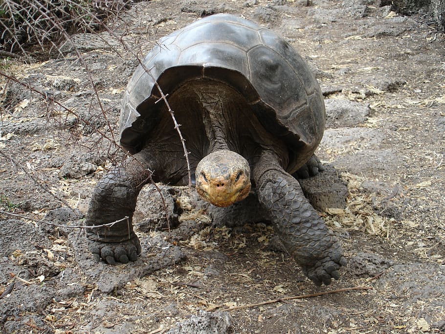 galapagos, tortoise, ecuador, wildlife, endangered, shell, darwin, giant, turtle, animal
