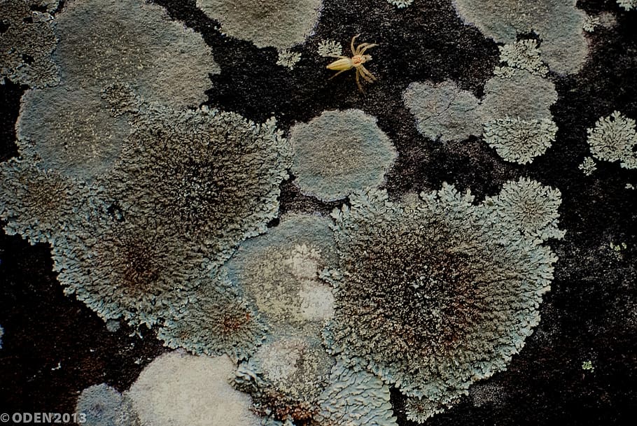 lichen, rock, moisture, moss, stone, nature, plant, natural, botanical, organic
