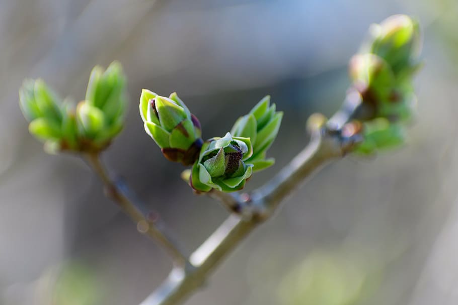 spring, bud, tree, nature, shoots, branch, sprouts, plant, green, close-up