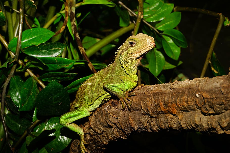 green, reptile, wood brand, leaf, lizard, urtier, dry, terrarium, scale, exhibit
