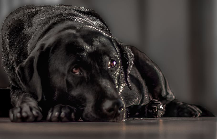 Labrador, Black, Dog, Female, black, dog, pets, animal, canine, purebred Dog, cute