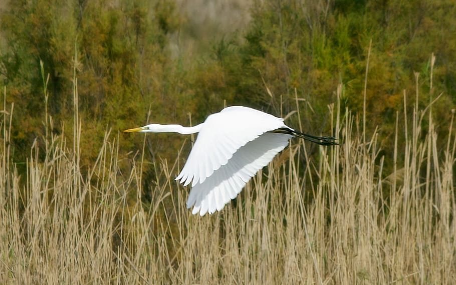 selective, focus photo, little, egret bird, grass, Great Egret, Bird, Wildlife, Flying, nature