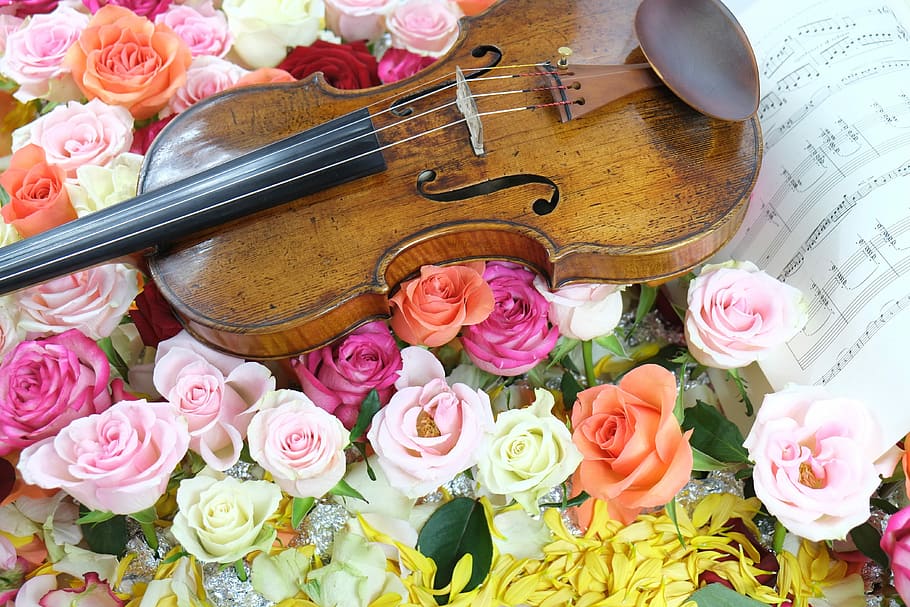 ヴァイオリン, 音楽, バラ, 花, バラ-花, 花束, 結婚式, 芸術文化, エンターテイメント, 開花植物