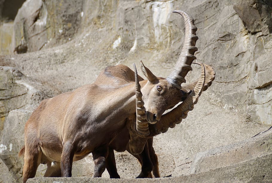Ibex, Pria, Bertanduk, Binatang Menyusui, Alam, tanduk, capricorn, alpine, pegunungan, alpine ibex