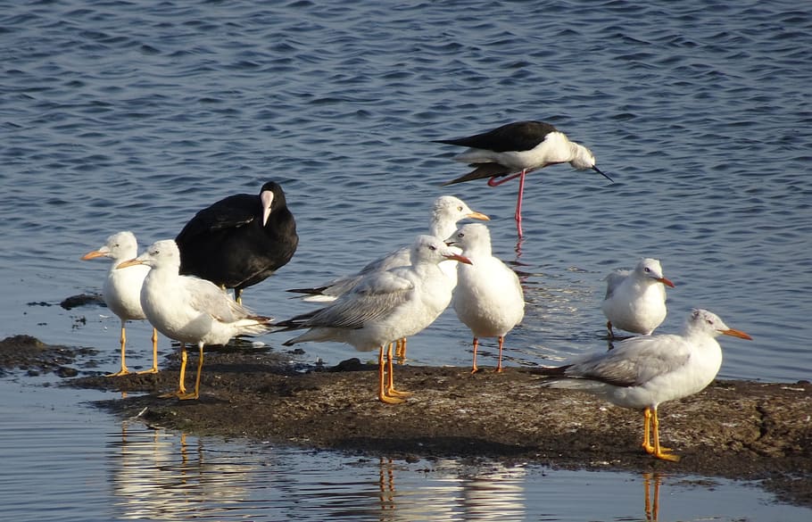 gull, bird, slender-billed gull, chroicocephalus genei, mid-sized, migratory, water, wildlife, nature, avian