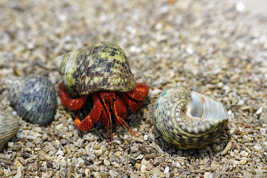 crab, clam, sea, shell, fish, sand, water, beach, nature, animal