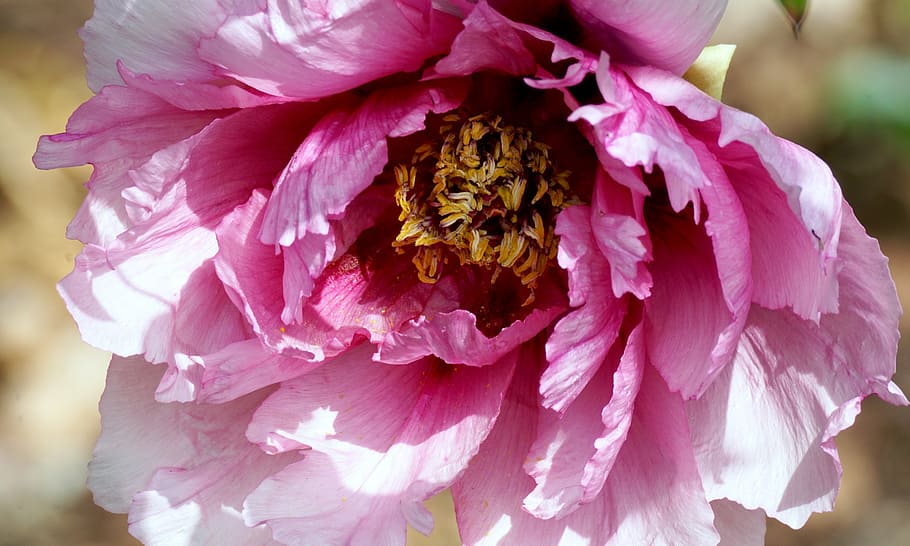 raso, fotografia com foco, rosa, flor, peônia, pentecostes, planta, doce, bonita, fragrância