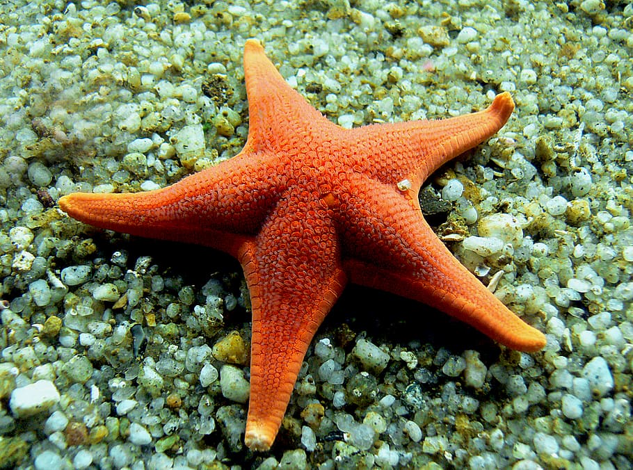 Star, Fish, orange star fish, starfish, animals in the wild, animal themes, sea, star shape, one animal, water